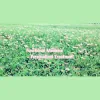 EK Holistic Acupuncture & Herbal Medicine
