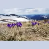 Chinese Medicine of Idaho