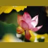 Innerbalance Acupuncture & Chinese Herbology